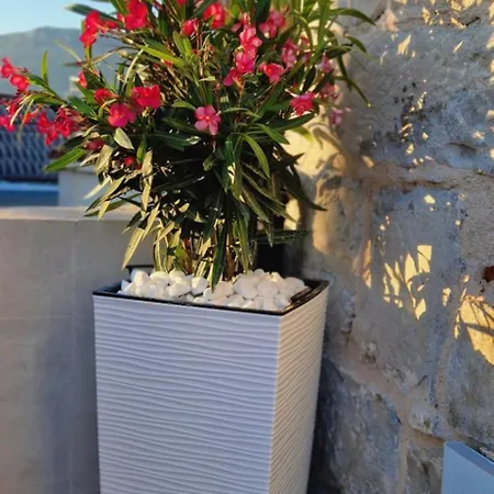 فيلة Viu2 Castle